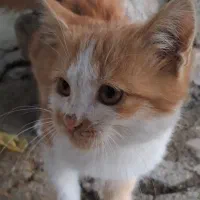 بچه گربه|گربه|طرقبه, |دیوار