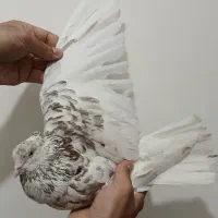 کبوتر پرشی سرور