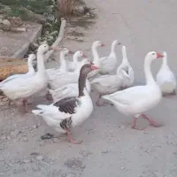 غاز