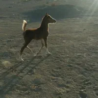 اسب و تجهیزات اسب|اسب و تجهیزات اسبسواری|سیرجان, |دیوار