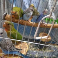 مرغ عشق دستی