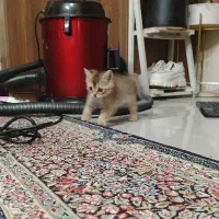 گربه دوماهه اسکاتیش