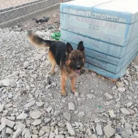 ژرمن شجره داره