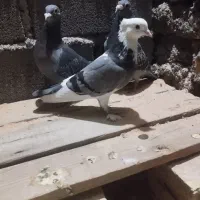 یه عدد ماده هما که همین حالا گرفتم بسیار تمیز