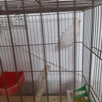 طوطی برزیلی|پرنده|فردیس, فردیس|دیوار