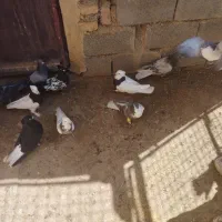 تعداد کبوتر رنگه فروشی به ضمانت