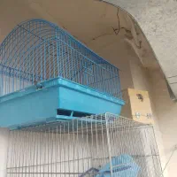 طوطی برزیلی زیبا|پرنده|صدرا-فارس, فاز ۱|دیوار