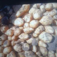 سیب زمینی تازه چیده شده