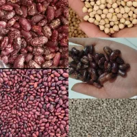 لوبیا قرمز و لوبیا چیتی