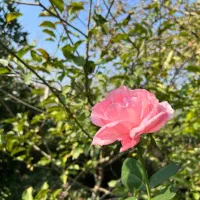 گلخانه|فروش دفتر صنعتی، کشاورزی، تجاری|رشت, حومه رشت|دیوار