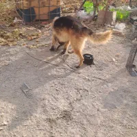 سگ ژرمن|سگ|قزوین, |دیوار