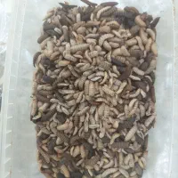 لارو مگس سرباز غذای ماهی و طیور پروتئین مکمل