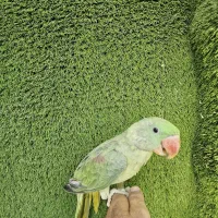 جوجه شاه طوطی
