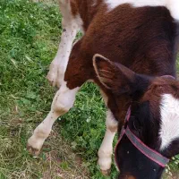 گوساله ماده سیمینتال