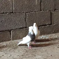 چهار عدد کبوتر