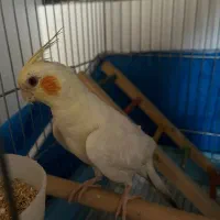 عروس هلندی