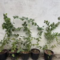 نهال اصل بلوبری و رزبری  میوه‌ دهی عالی و مقاوم|گل و گیاه طبیعی|قائم‌شهر, |دیوار