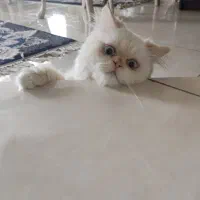 فروش گربه پرشین/با شناسنامه/ با لوازم