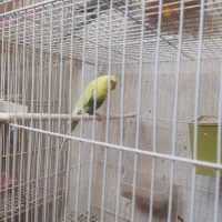 مرغ عشق نر آماده جفت