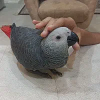 کاسکو گمشده|پرنده|آبادان, |دیوار