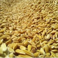 برنج کامفیروزی درجه یک