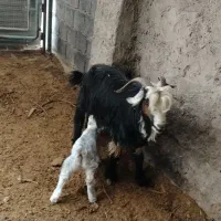 .بز و بزغاله شهر کردی