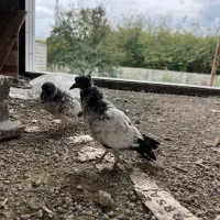 فروش یک جفت کبوتر پرشی|پرنده|رضوانشهر, |دیوار