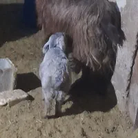 یک راس بز کهره دار