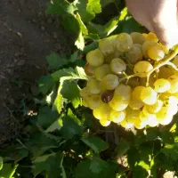 انگور دیوانه شیرین