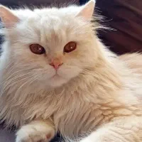 گربه پرشین|گربه|تهران, لویزان|دیوار