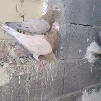 دوعدد نامور نر خون خالص