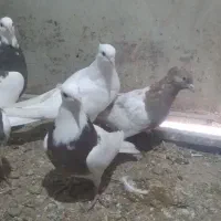 کفتر جوجه و جوانه