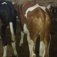 گوساله ماده سیمنتال