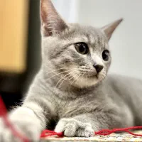 گربه اسکاتیش
