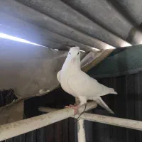 جوجه کفتر شهرستانی