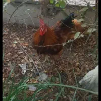 فروش خروس برهما|حیوانات مزرعه|اردکان, |دیوار