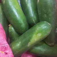 فروش خیار درشت وتازه
