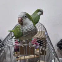 طوطی راهب جفت نر و ماده
