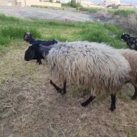 قوچ|حیوانات مزرعه|تهران, بازار|دیوار