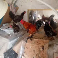 مرغ محلی سرحال سالم