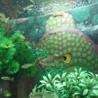 گوپی میکس مولد تا نوزاد|ماهی|کرج, حصارک بالا|دیوار