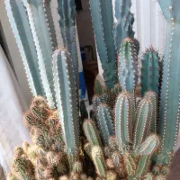 کاکتوس صخره ای بسیار زیبا|گل مصنوعی|کرج, عظیمیه|دیوار