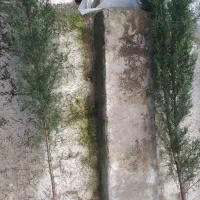 فروش درخت پرتقال و درخت کاج و محبوبه شب