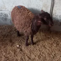 بره وبزغاله|حیوانات مزرعه|پاکدشت, پاکدشت (مامازند)|دیوار