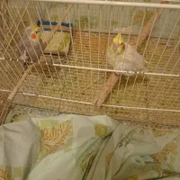 عروس هلندی|پرنده|تربتحیدریه, یحیی آباد|دیوار