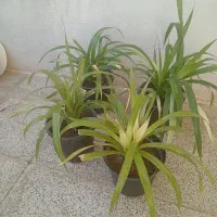 گل پاندانوس