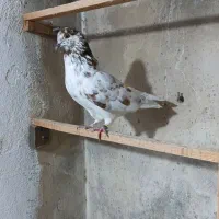 کبوتر ماده