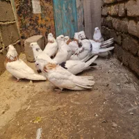 کبوترنقابی|پرنده|روانسر, |دیوار