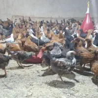 جوجه محلی|حیوانات مزرعه|کرمانشاه, |دیوار