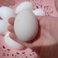 تخم مرغ محلی تازه